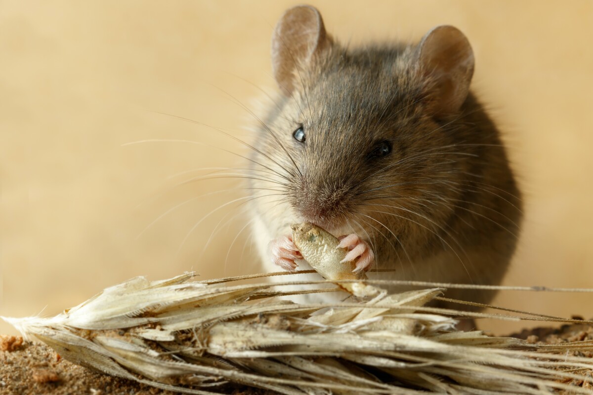 To stop mice from eating seeds make everything smell like seeds